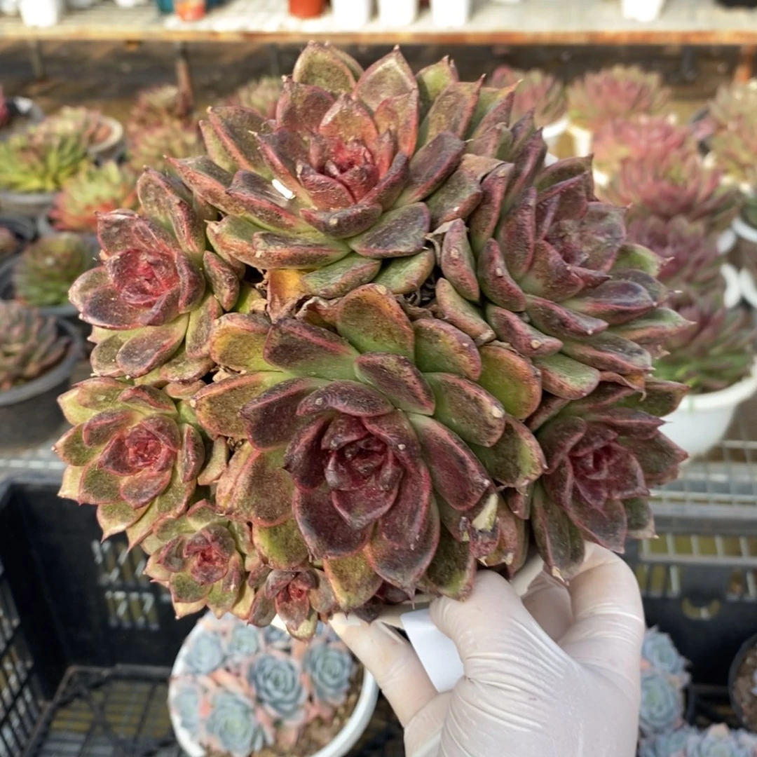 053黑水晶一物一拍