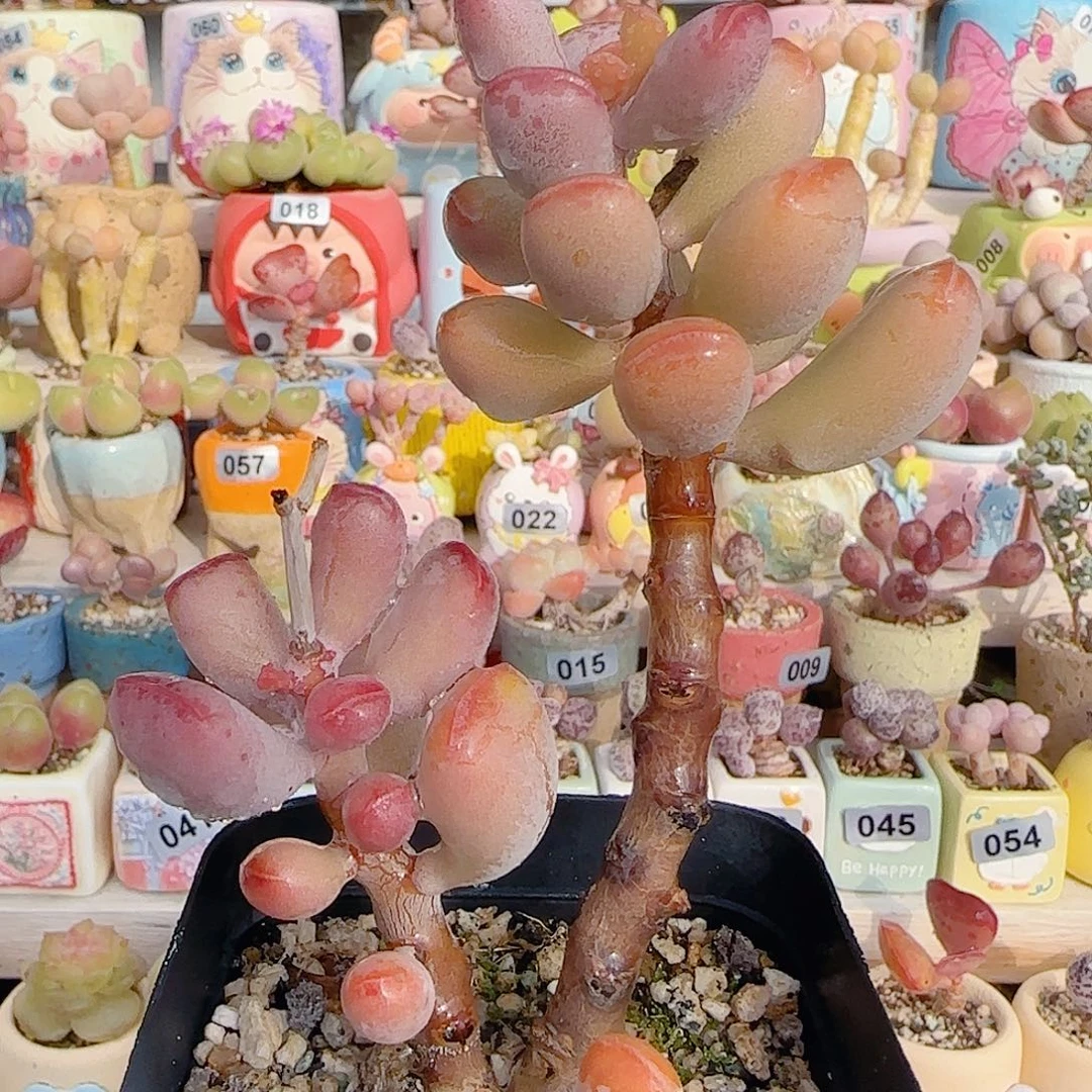 老桩粉红福饼 盆口6cm
