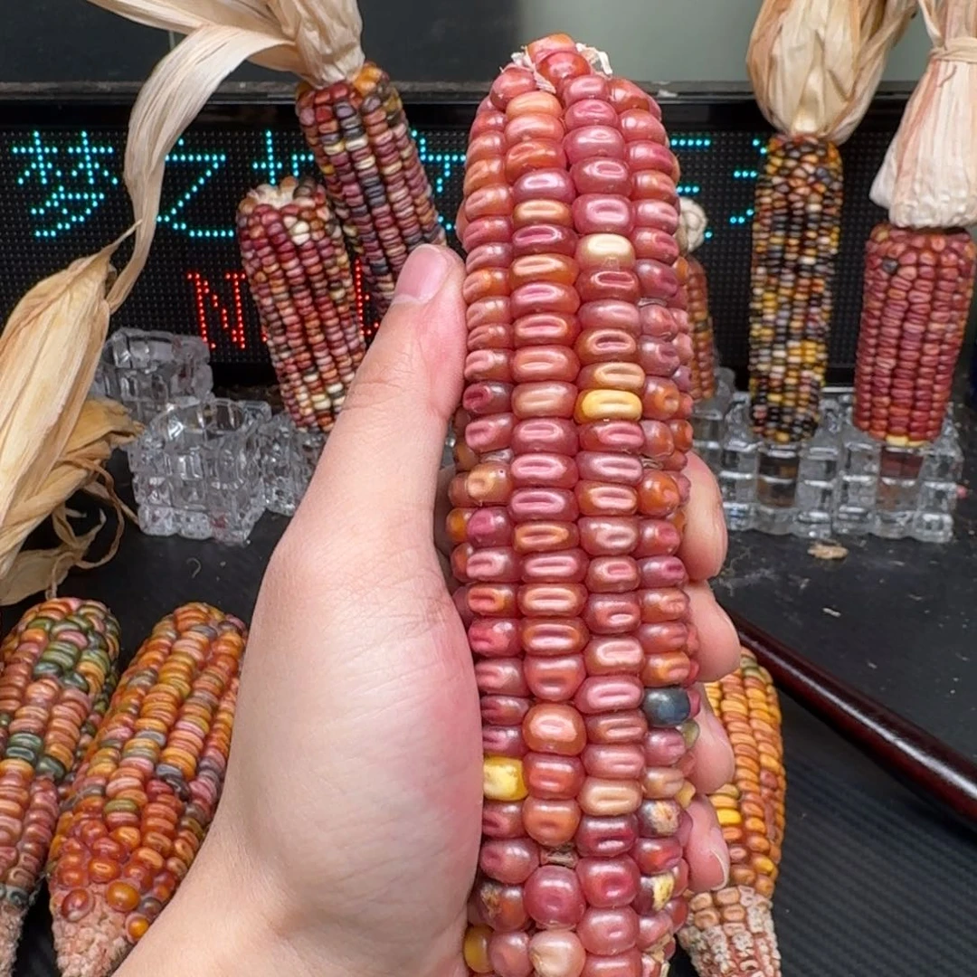 柏香籽/百香籽吊坠毛****园