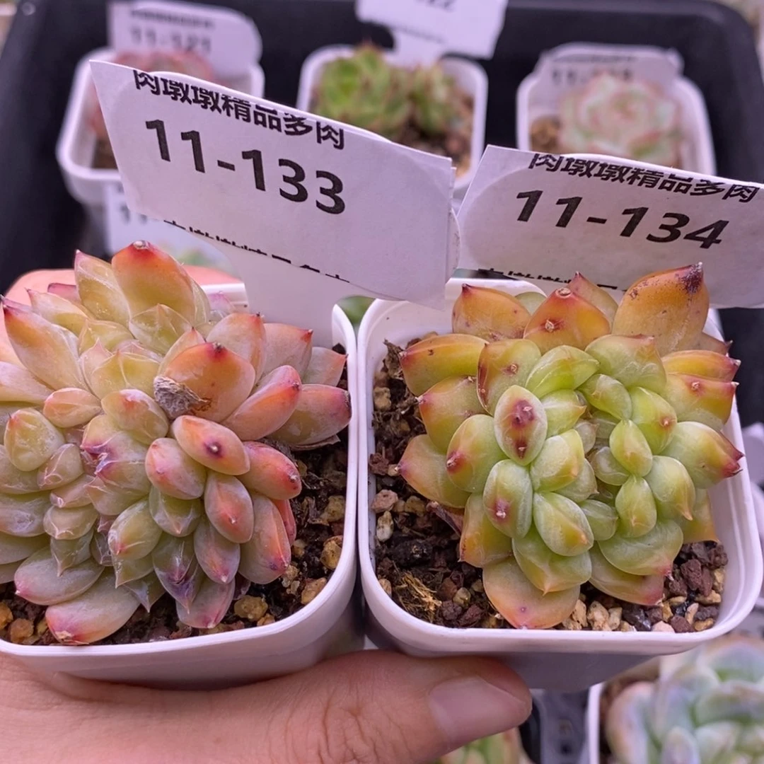 【闪购商品】用****611-133 134