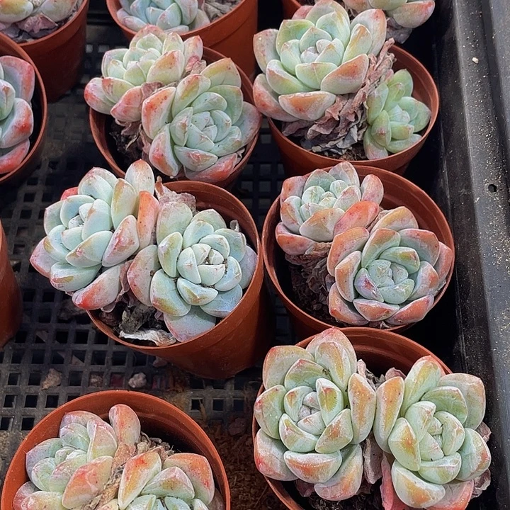 双头大冰玉带盆土发