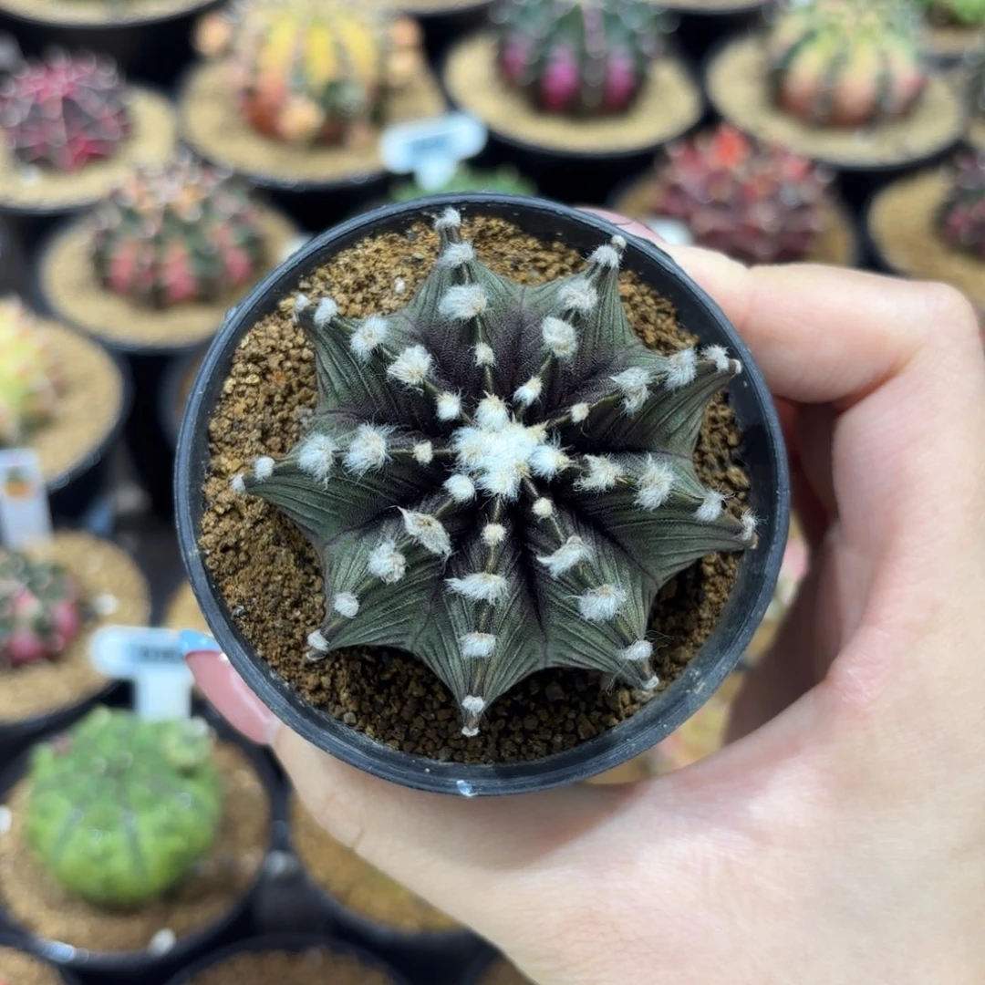 6cm小高绒VOS1241 圣诞福利