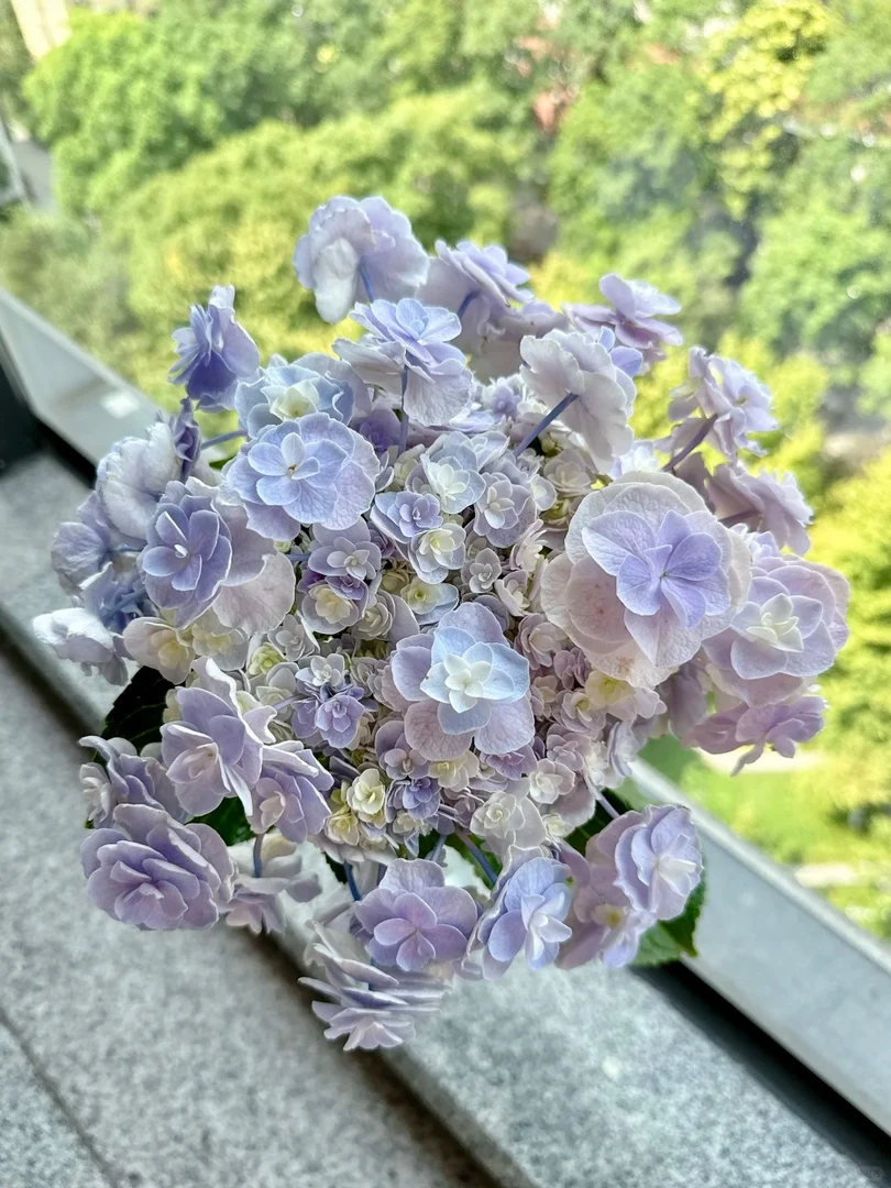 【蓝色头花】无尽夏绣球四季开花云南昆明基地直发