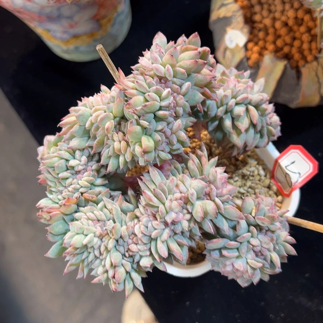 新年快乐 新年快乐 新年快乐