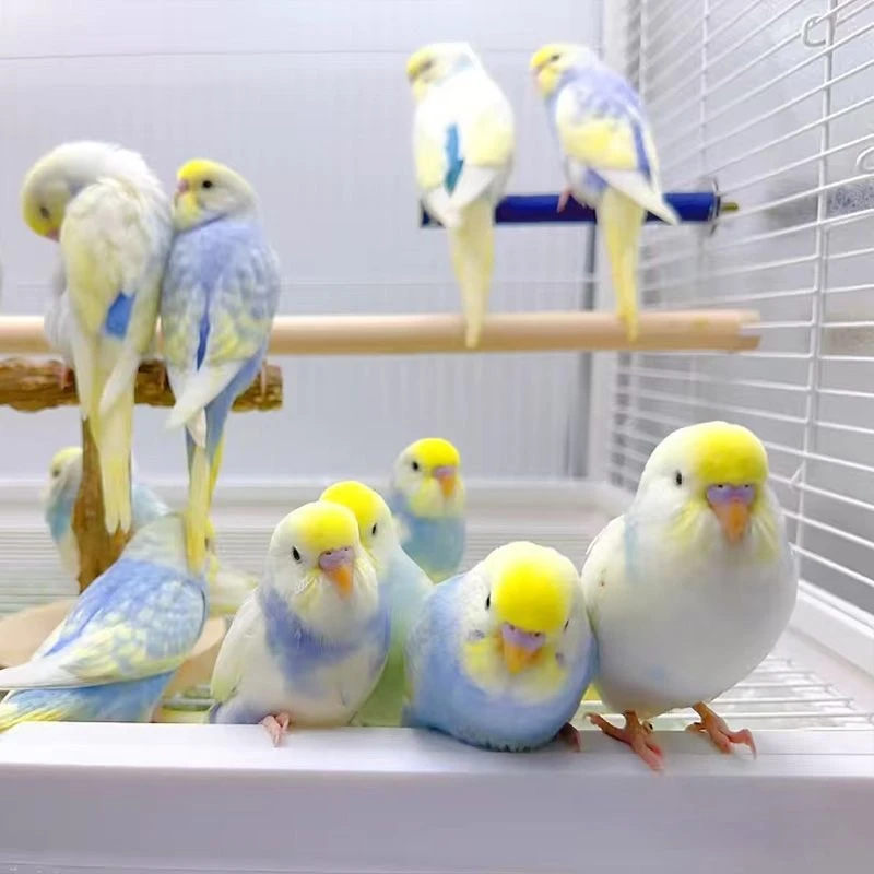 金彩特色虎皮鹦鹉活体可教说话手养亲人好养观赏鸟