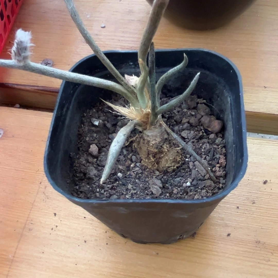 捌*潮流植物美肚莎