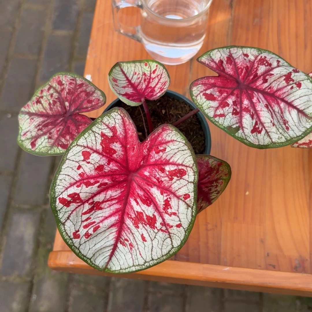 新城泰国 69-1111