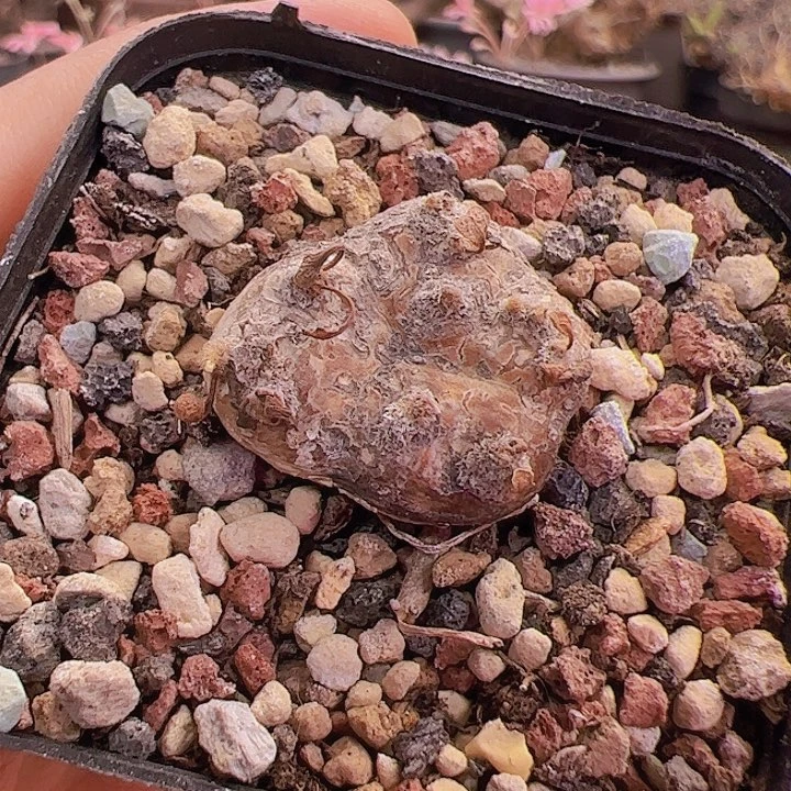 AG款熔岩格加，2.3厘米左右