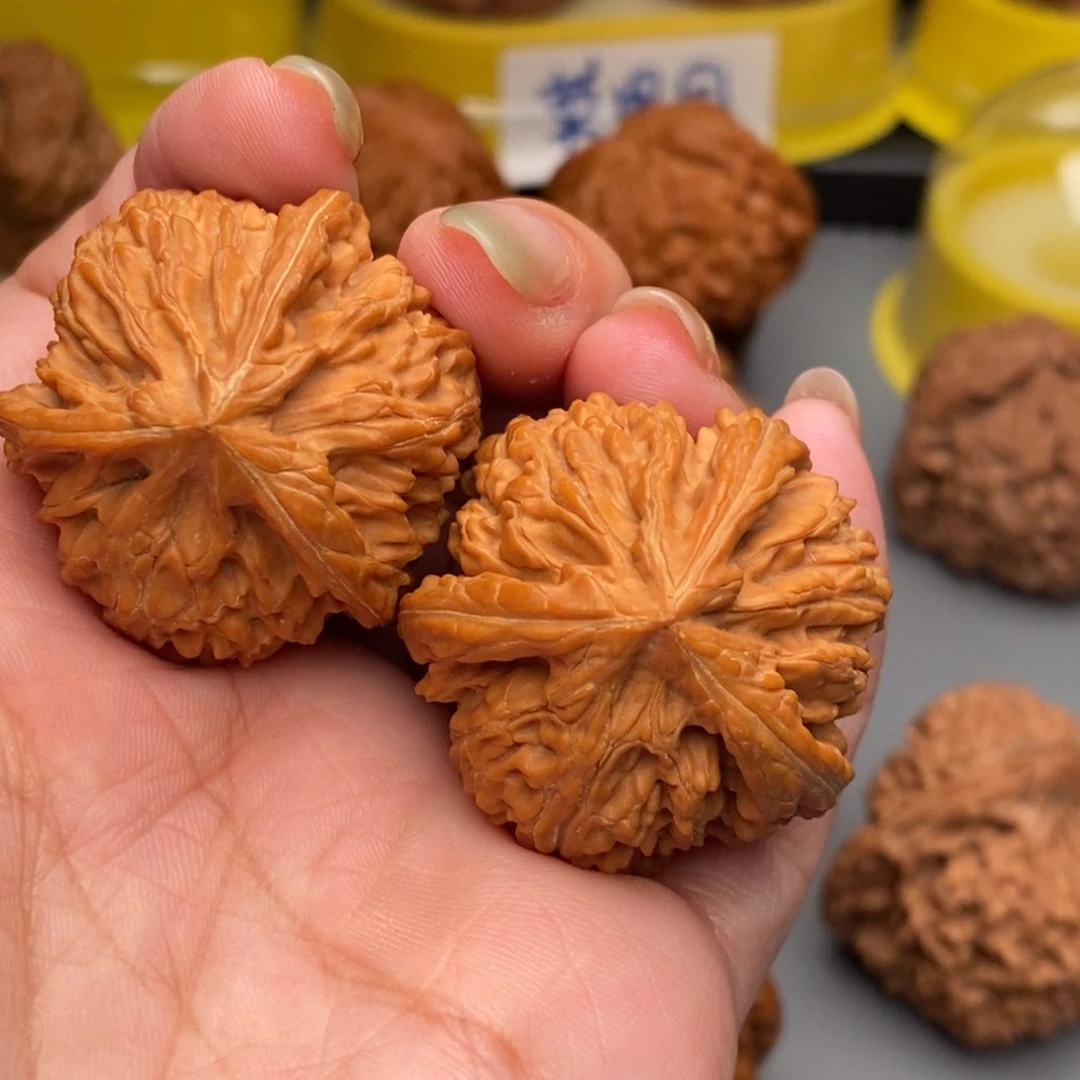 一***腿木质类玉龙粗筋三棱