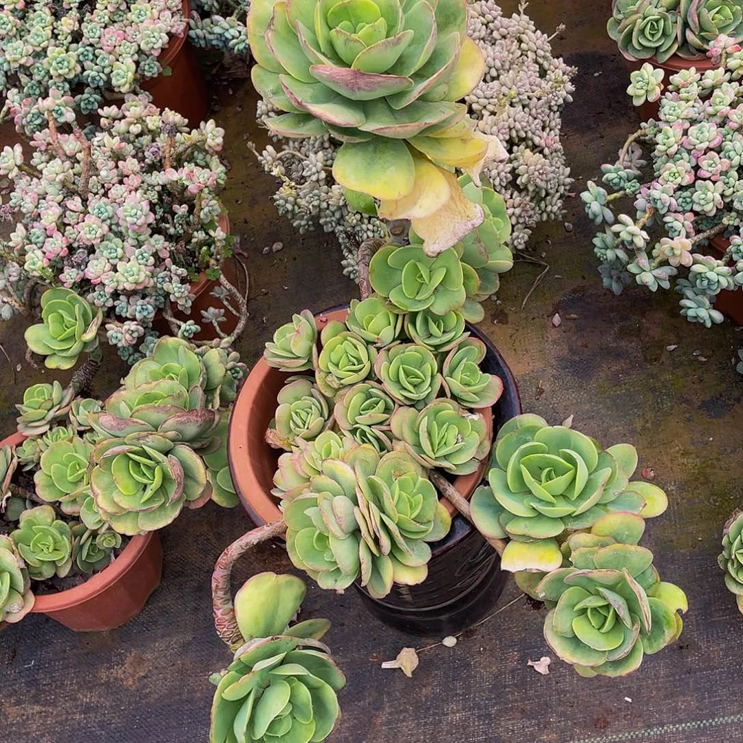 鸡蛋碧桃老桩36.8多肉群生，调小头不售后