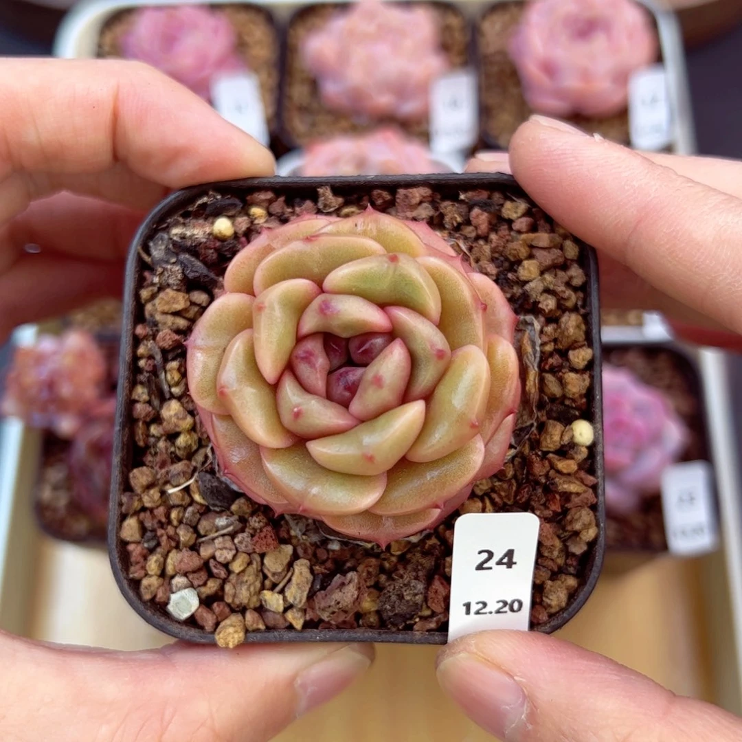 好好看24、哈哈哈哈