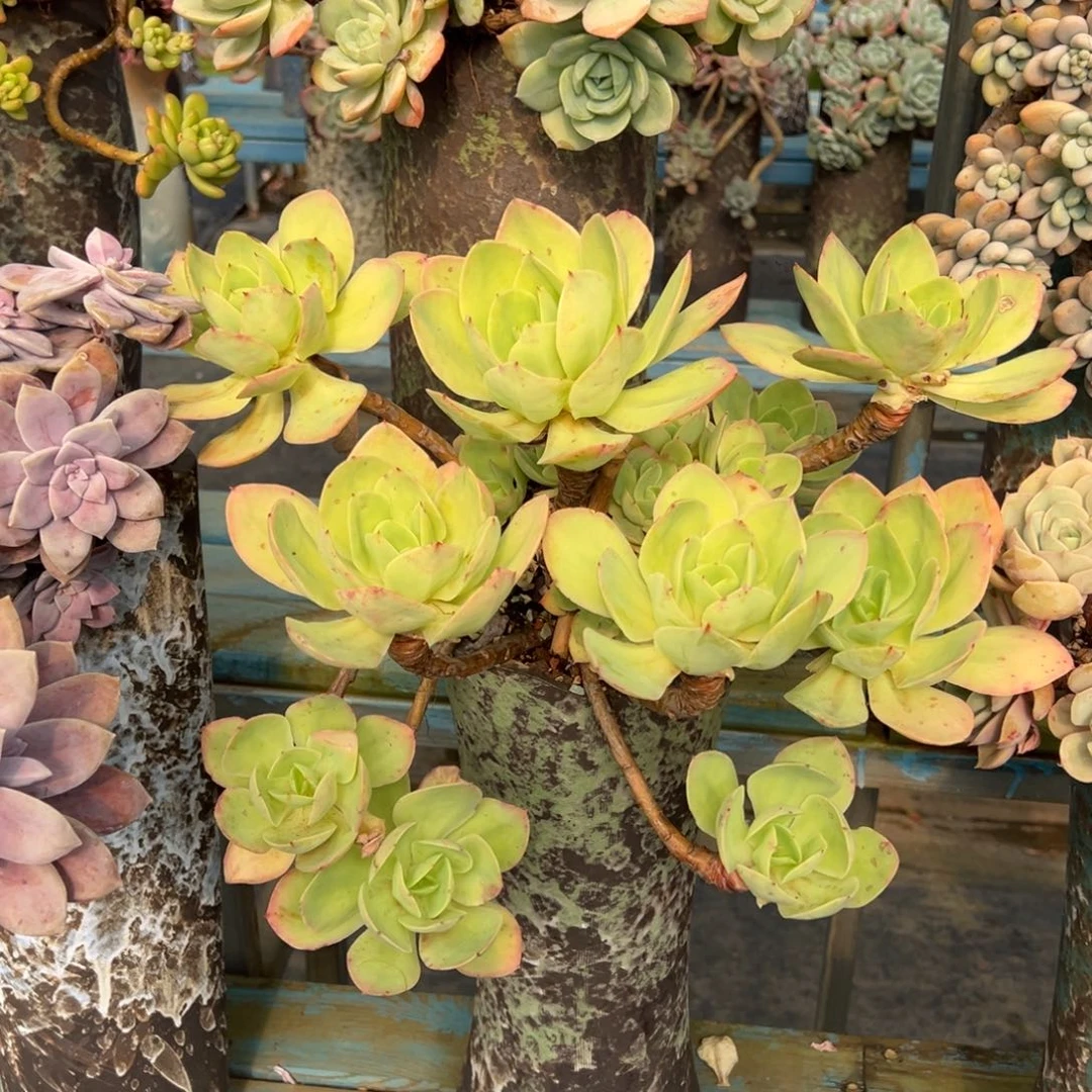 露养老桩脱土裸根骑兵