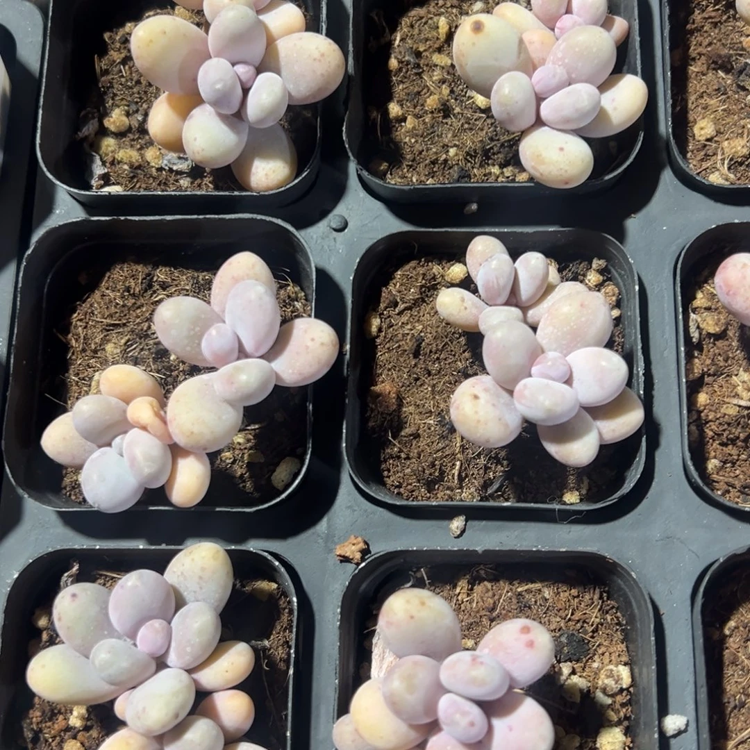 双头奶酪5cm到手1颗量拍多肉满18元包邮