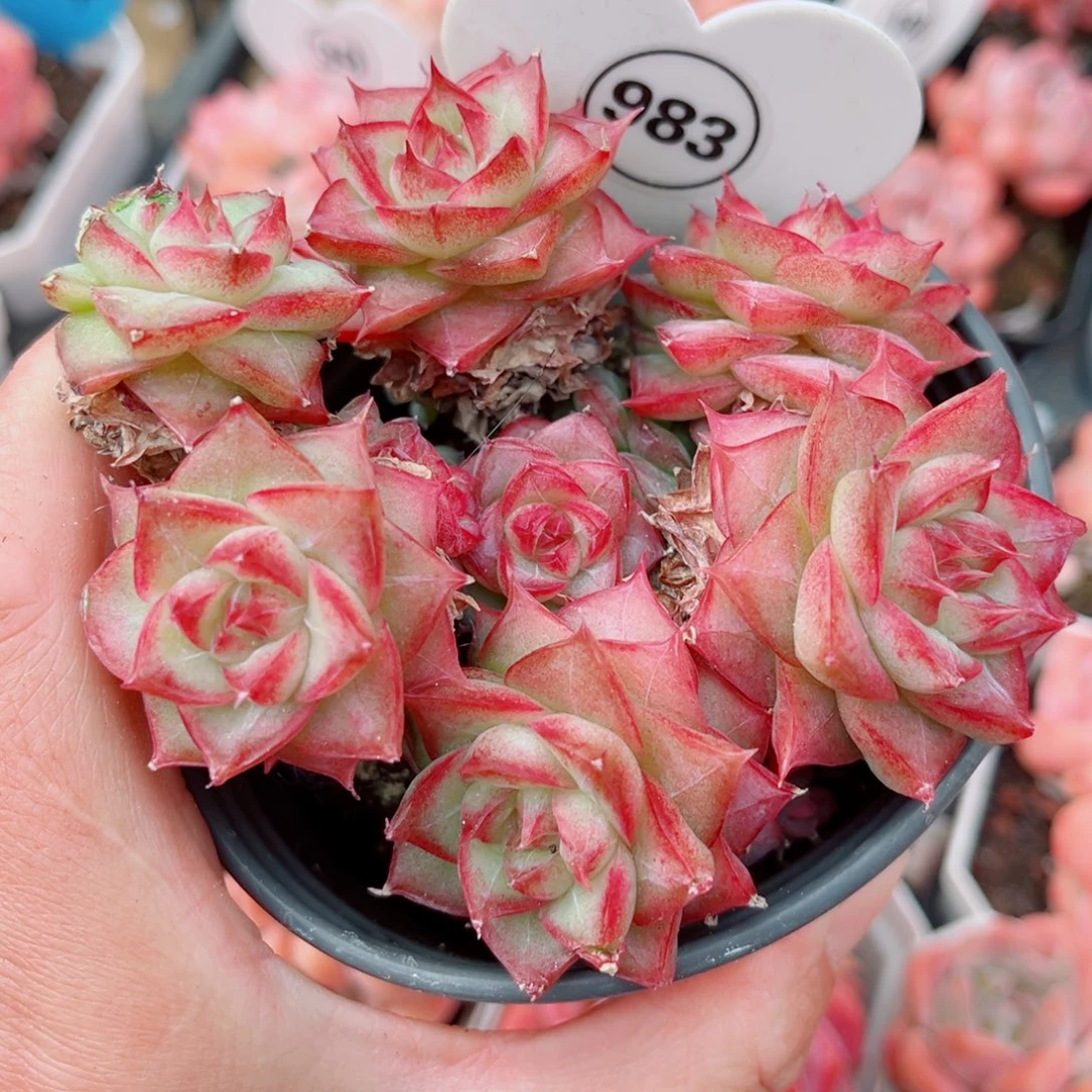 983号小老桩女王群