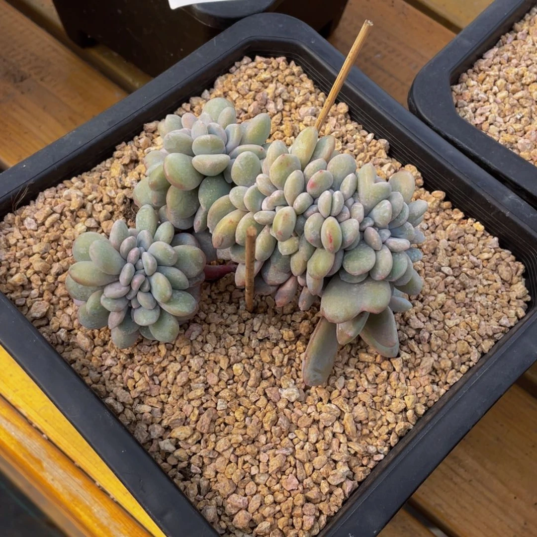 0308-73-粉兔缀化。。。。。