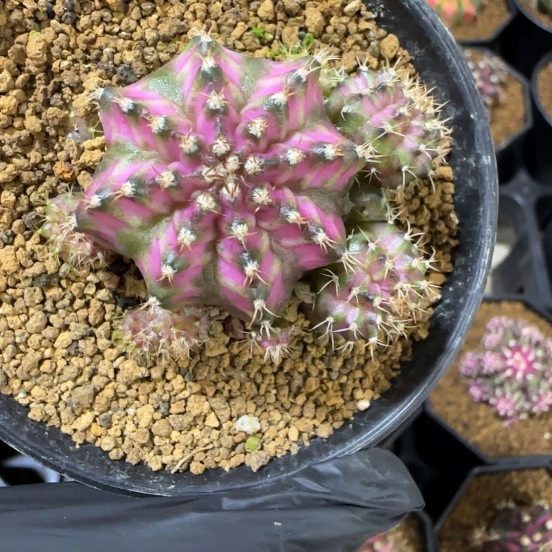 实生海神特价带盆土发货