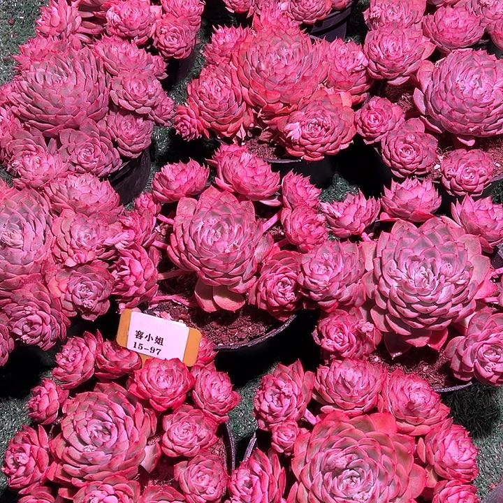 15.97爱格丽拉带盆一个