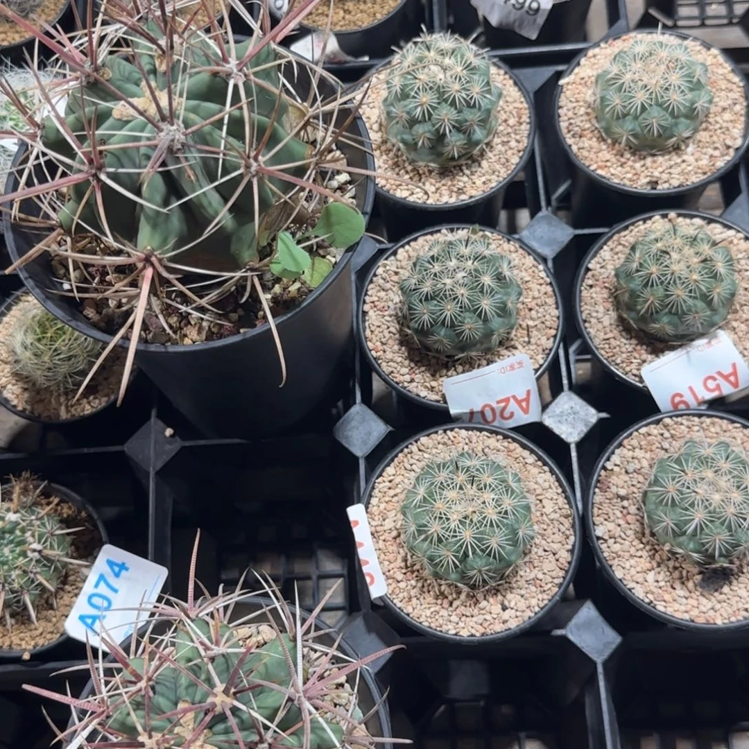 古***飘6凤舞 2虎头 实生仙人球