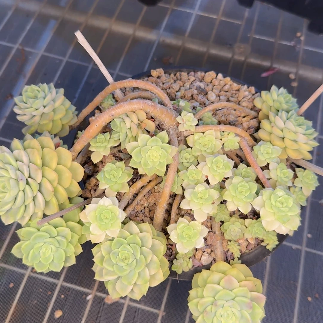 婷***了多肉植物的生长发育