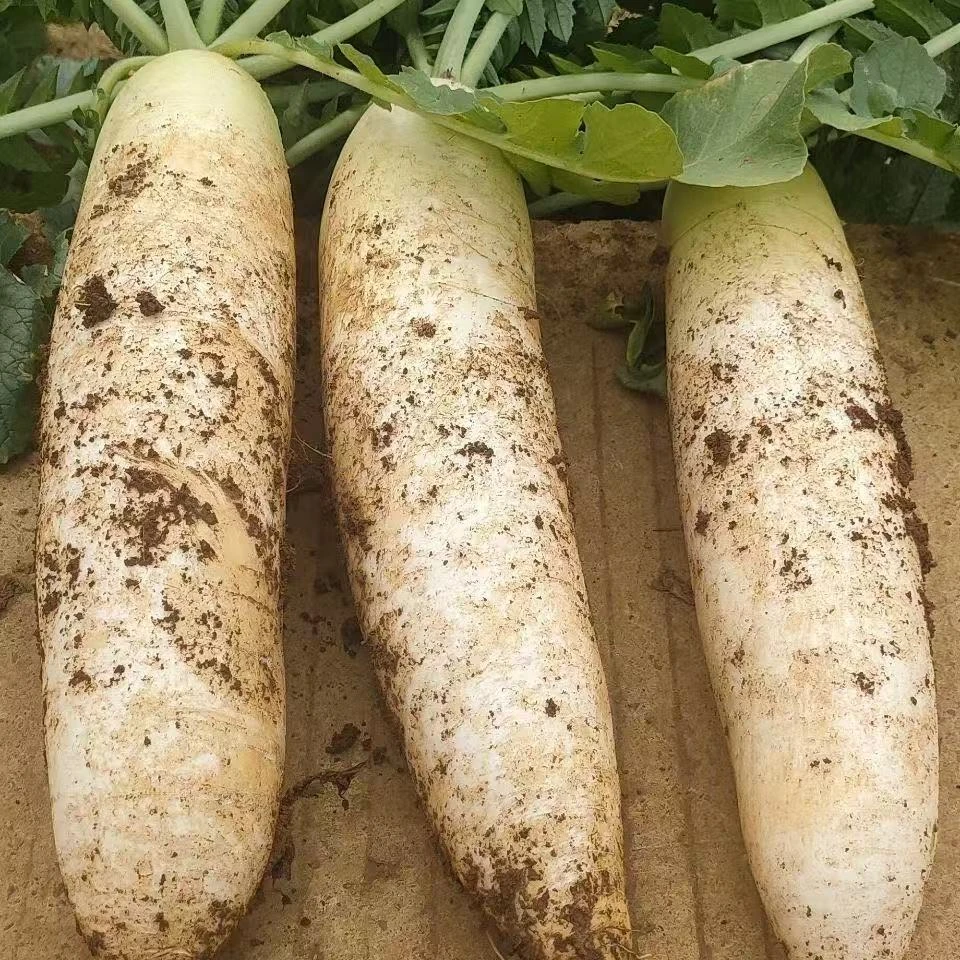 萝卜新鲜火锅菜叶子菜露天种植当季无筋杆少叶子多