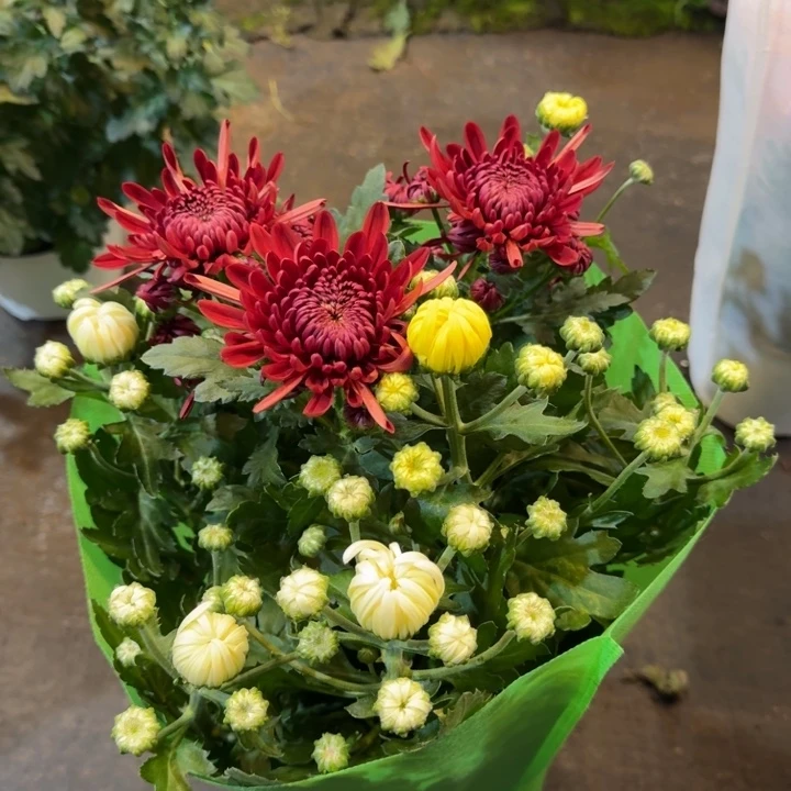 150规格龙爪菊红白黄盆栽