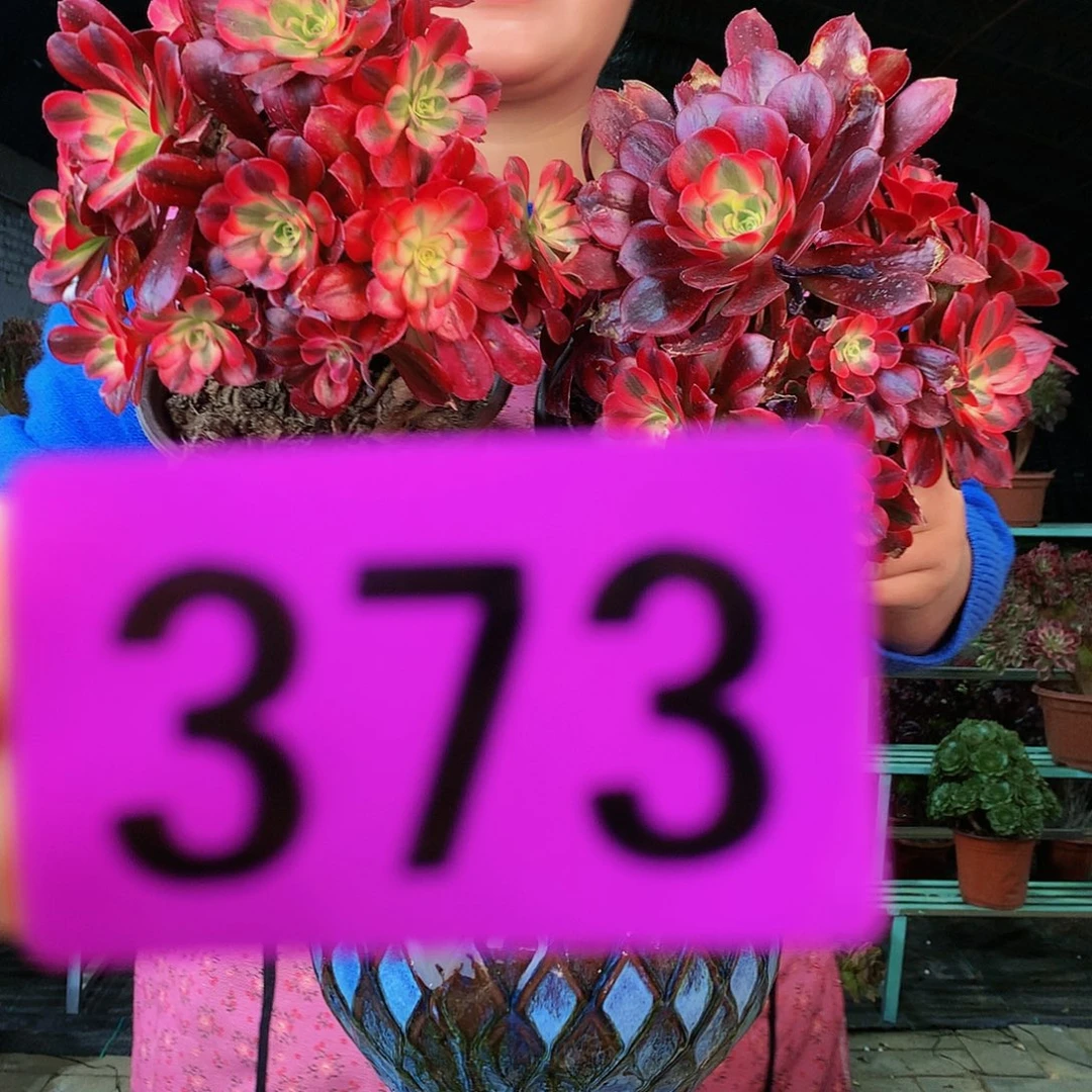 ssssssssssssssssssss373