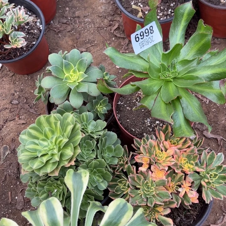 多肉植物8669种植物