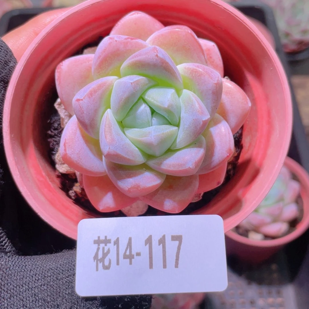 花利美14-117冰玉