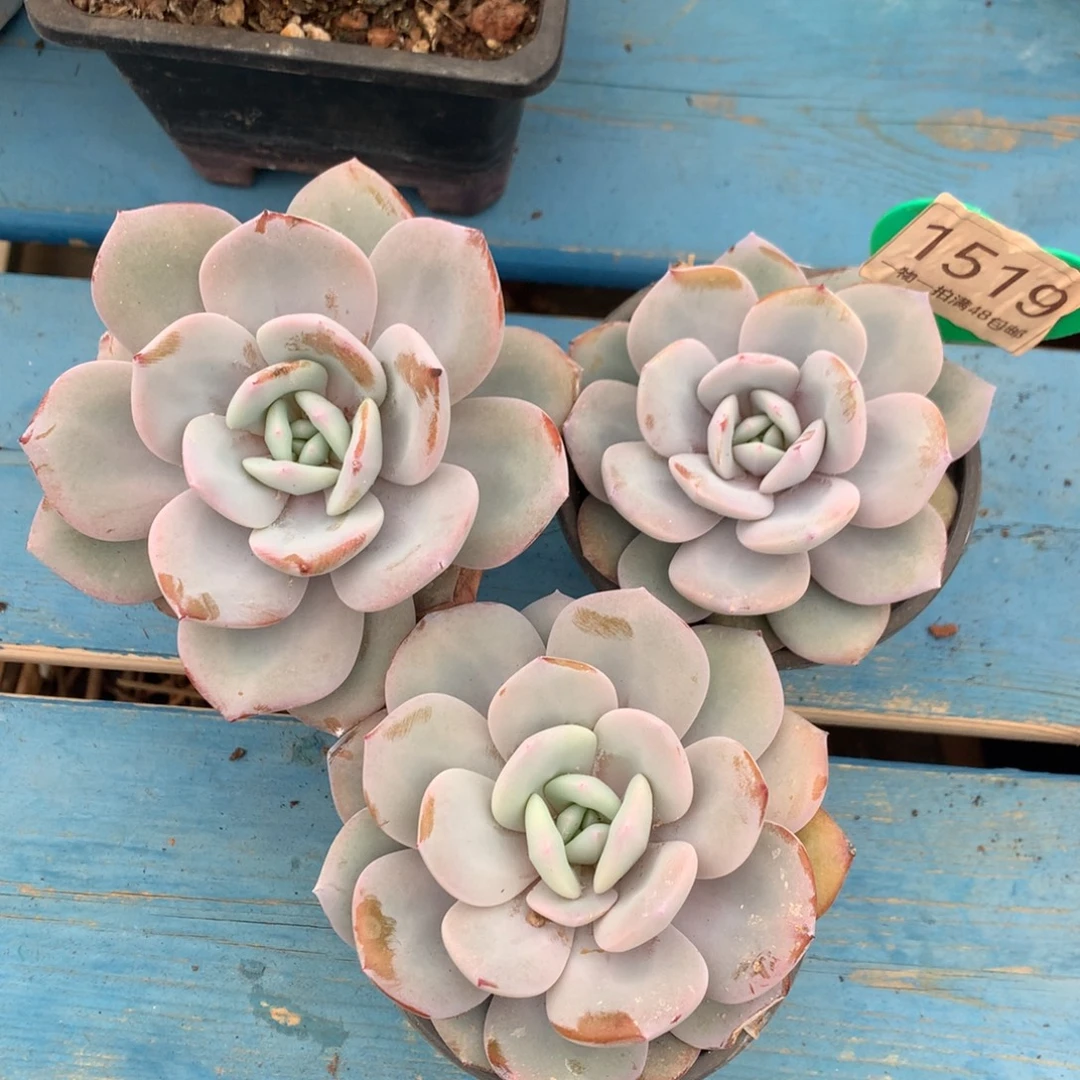 韩版奶茶单头3颗1519