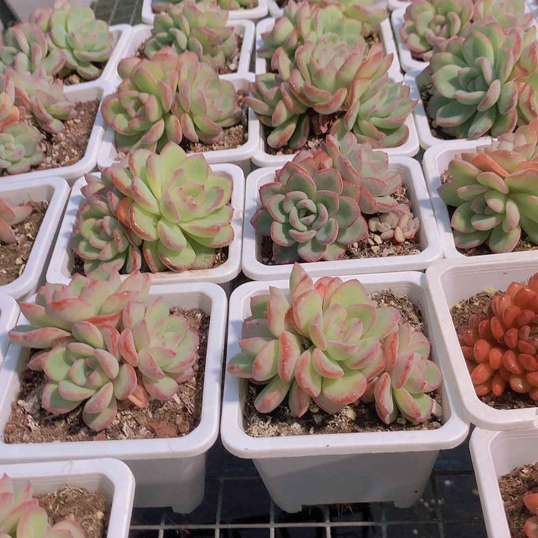 泡芙群45678899000000