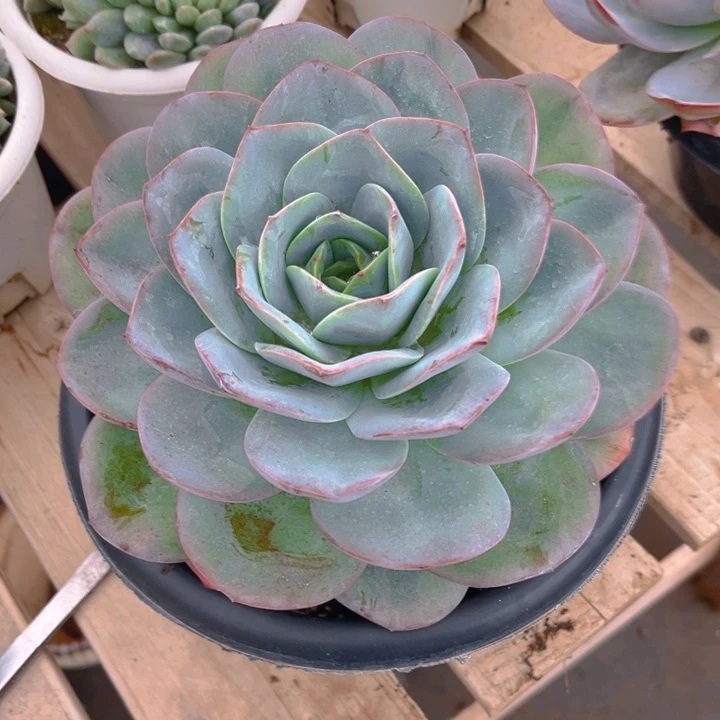 布鲁兰多肉植物8 7 8