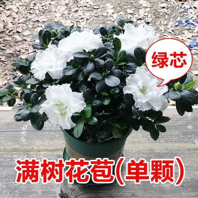 白色杜鹃花盆栽四季开花叶片四季常青绿植客厅室内阳台植物