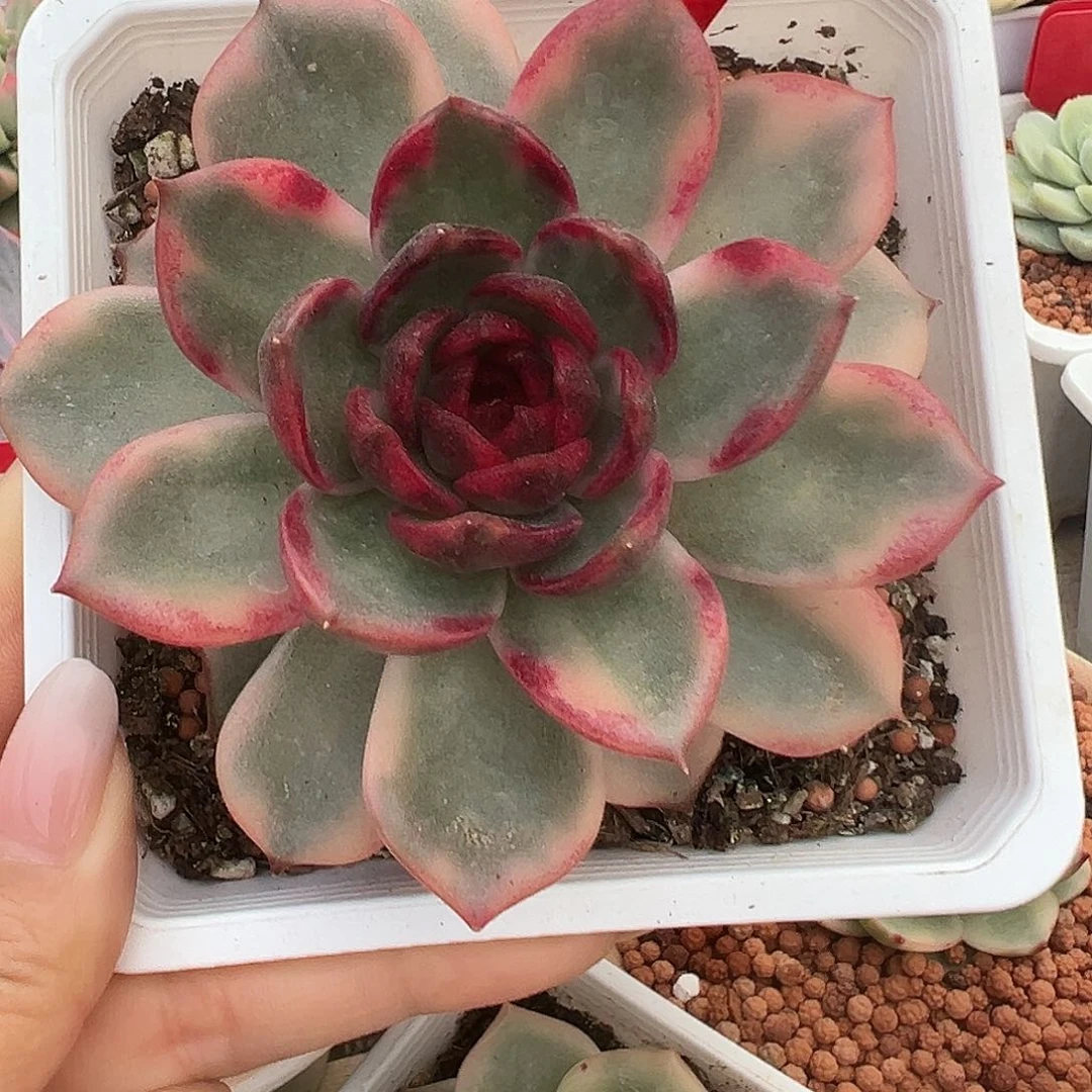不开花植物3007火焰玫瑰锦多肉