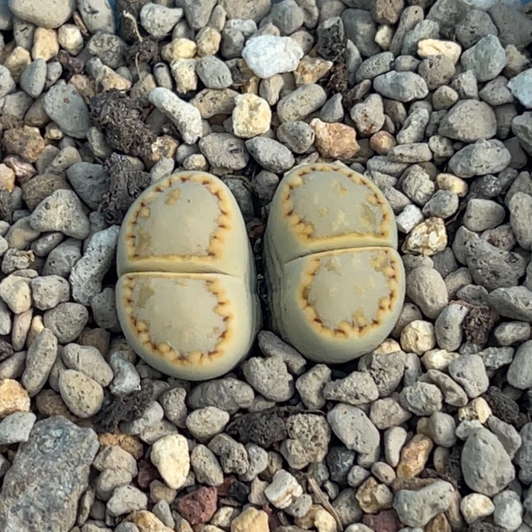 7594双头金边黄绿饼干一颗