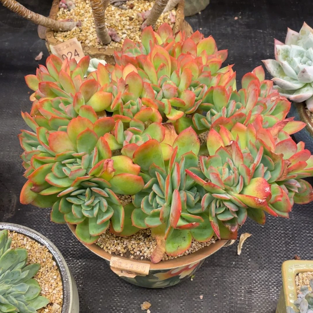 弥鹿之森一物一拍