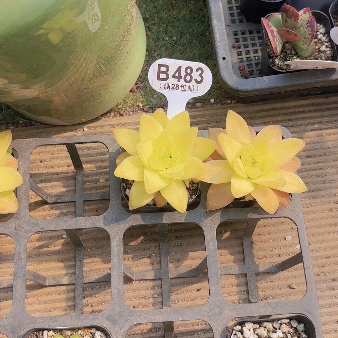 B483黄金茅草一物一拍