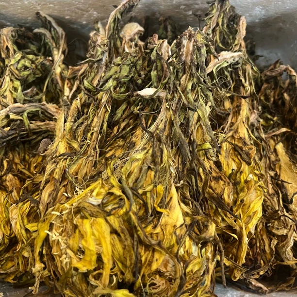 【大海干货店】生晒霸王花干 剑花干