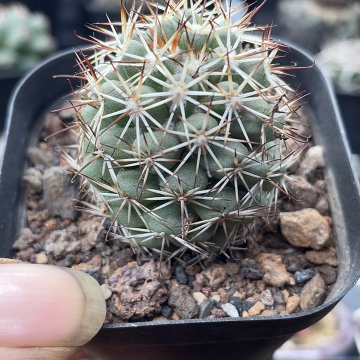 实生蓬莱宫一颗包邮