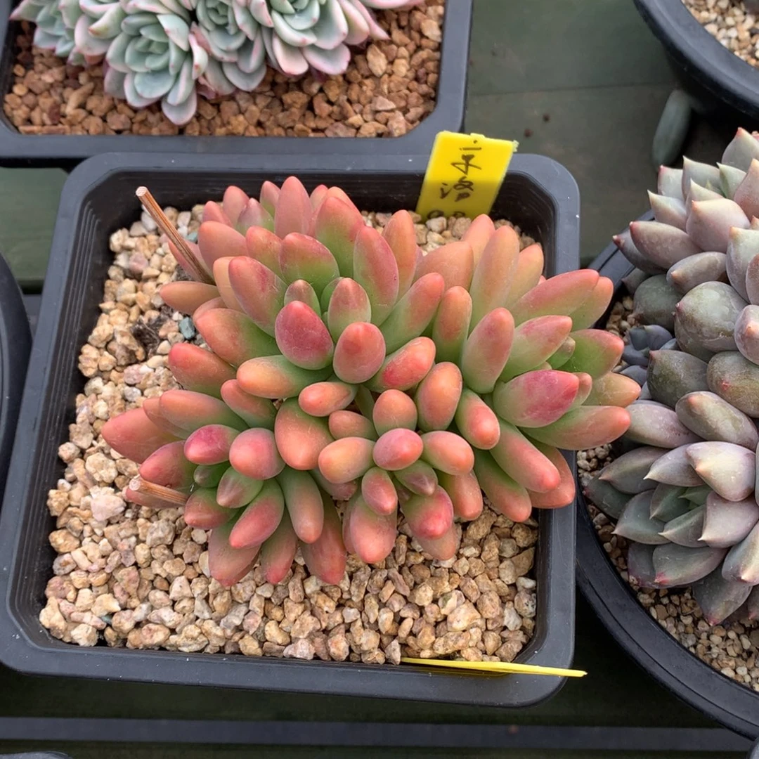 鲸落 多头 一颗