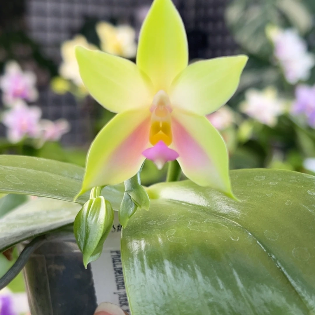 完全开放3号开播福利，58米