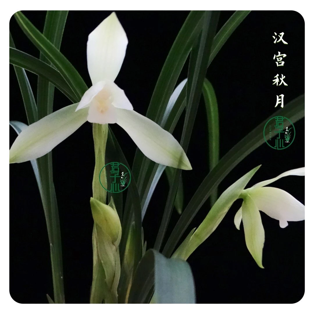 QINGYALANYUAN/清雅兰园清雅浓香兰花苗春兰汉宫秋月