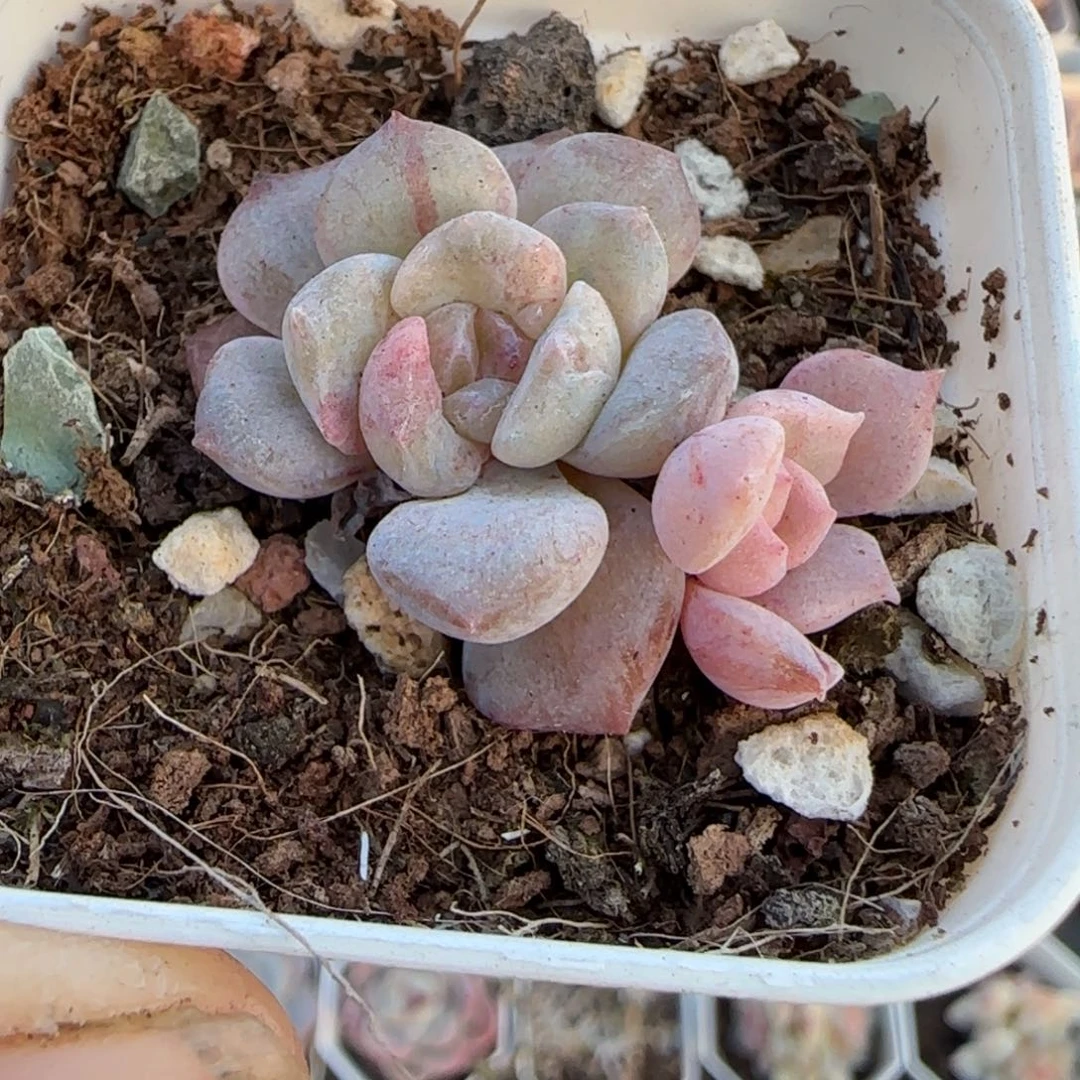小卡拉米糖心一物一拍