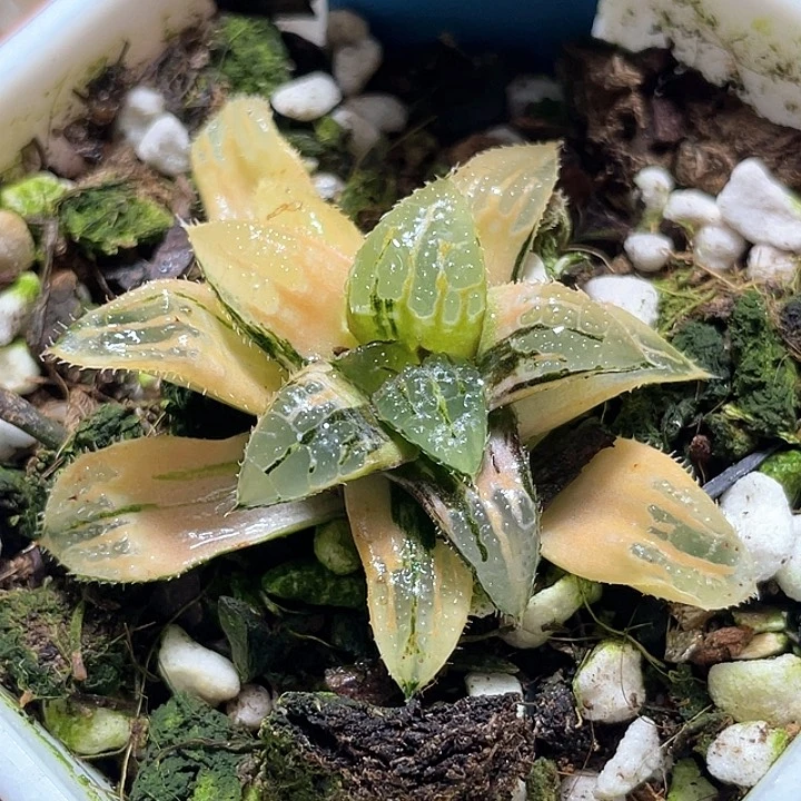 846青木女王金一物一拍