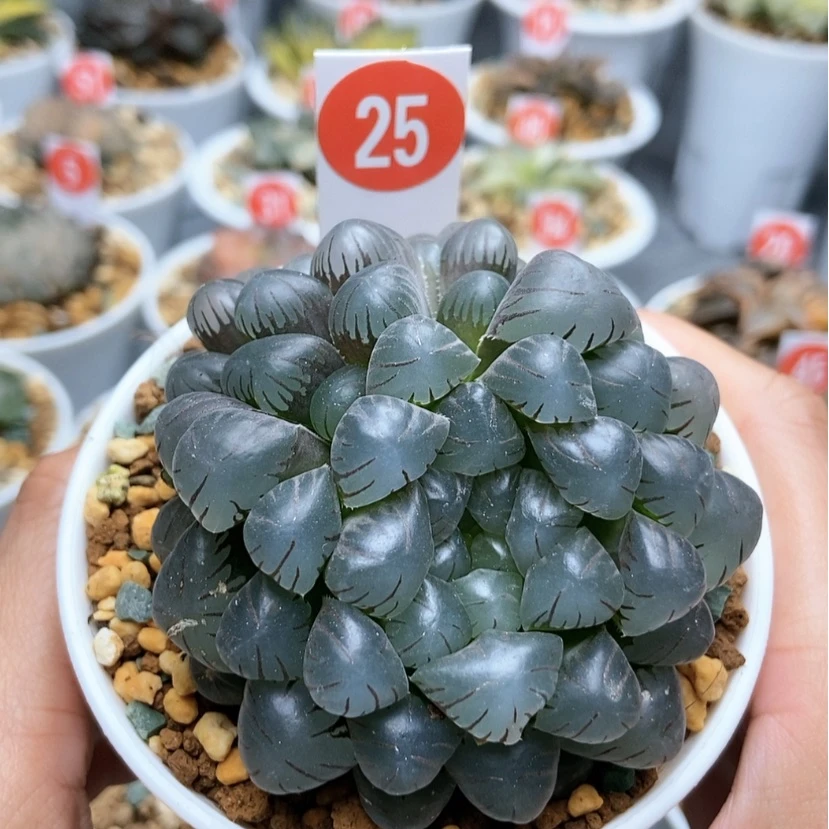 【闪购商品】25冰灯双头