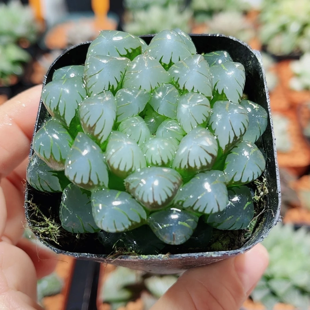 【闪购商品】潘氏冰灯