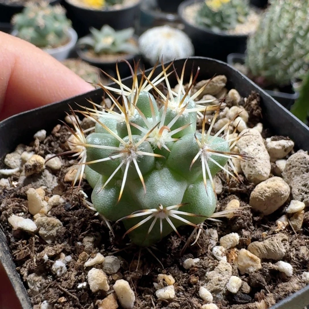 376蓬莱宫脱土发货