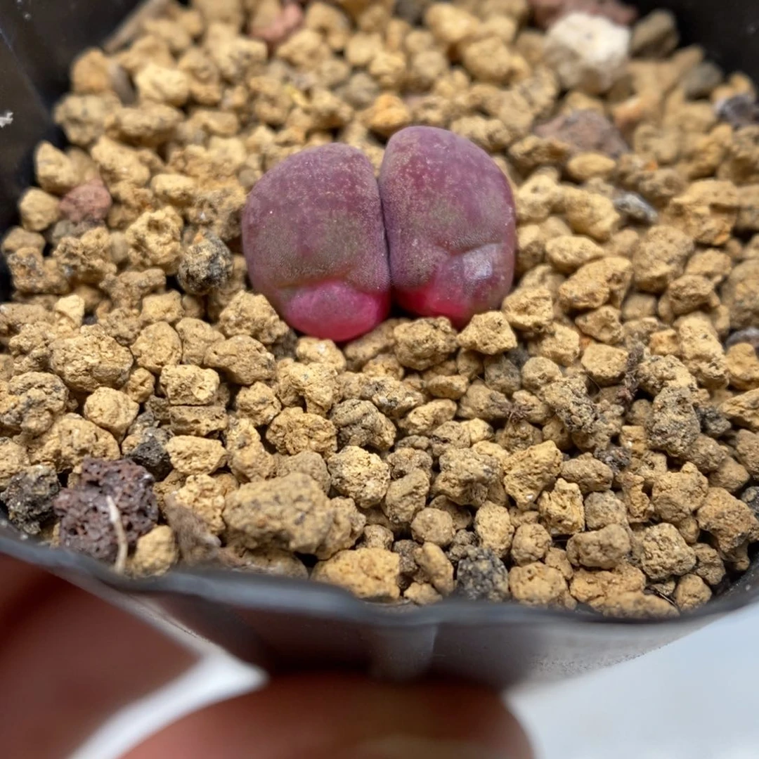 多肉植物肉锥杂交K-5263
