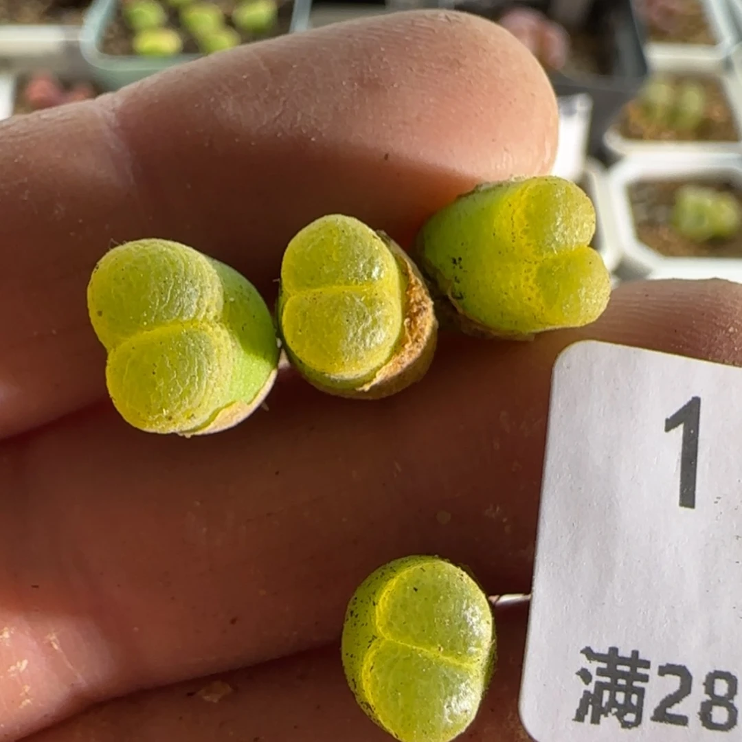【闪购商品】11057
