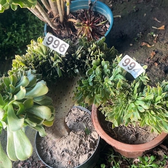 用***6多肉植物两个996.994