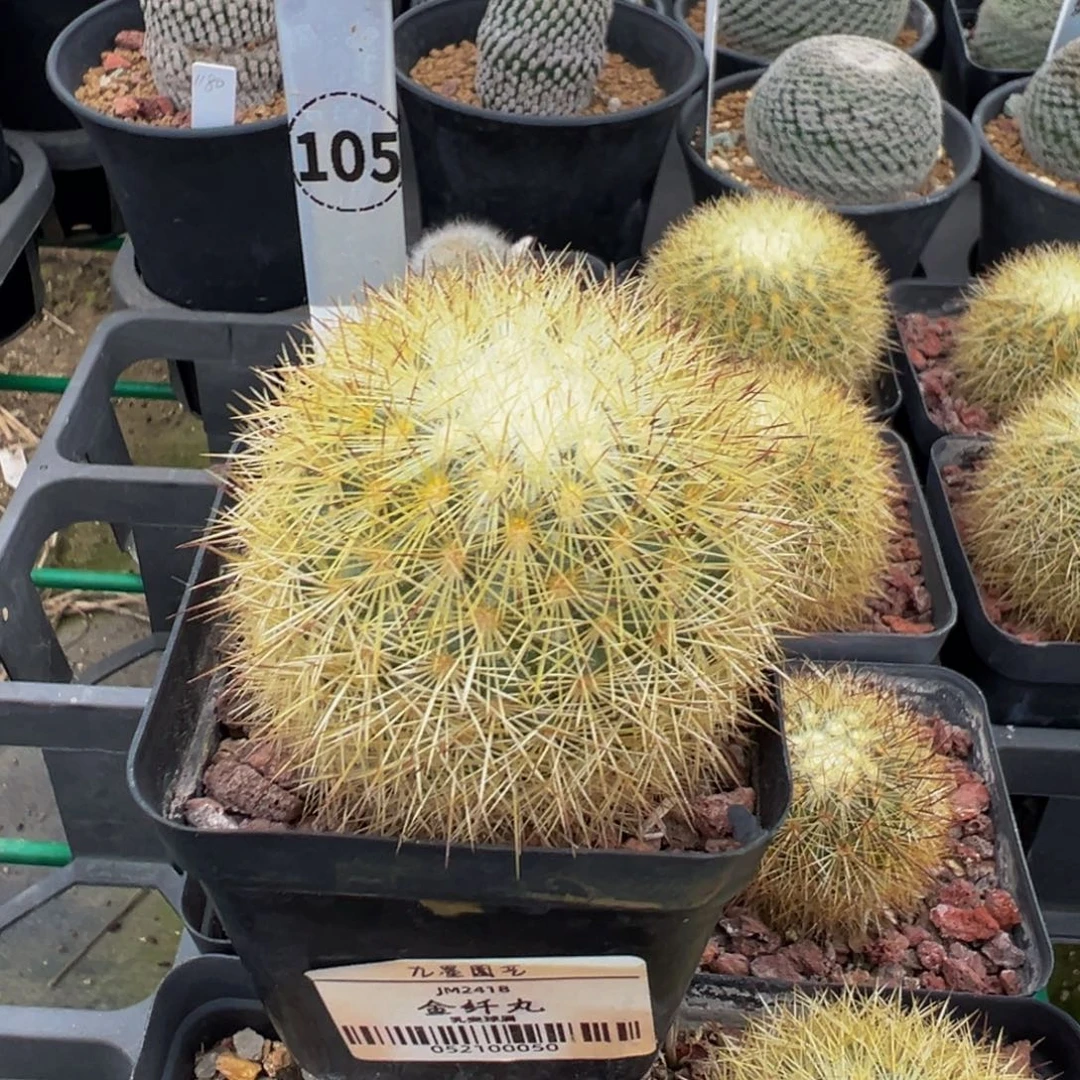 105实生根金纤丸多肉植物带盆土